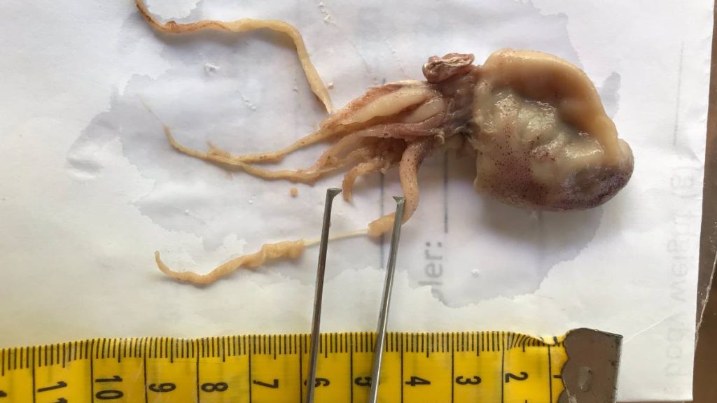 Kauai fishermen discover strange phenomenon in belly of tuna; scientists identify rare octopus now on Big Island