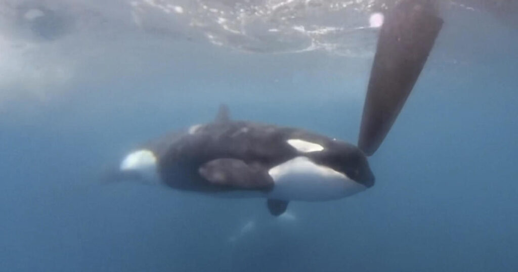 Killer whales attack and sink sailing ship in Strait of Gibraltar again