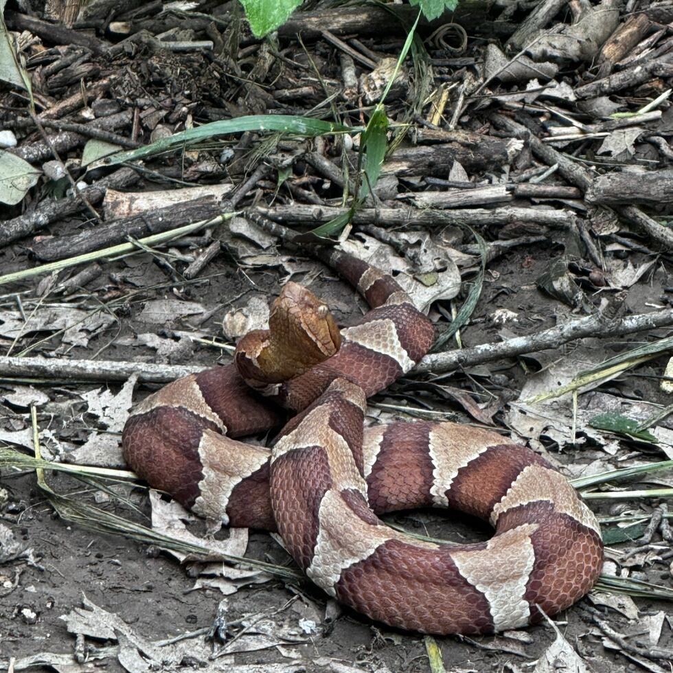 More venomous copperhead snakes spotted in Waco's Cameron Park; what to do if you're bitten