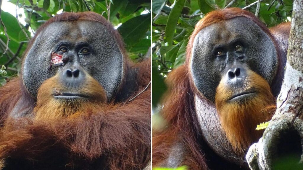 Orangutans in Indonesian rainforest treat wounds on their faces: seemingly on purpose, researchers say