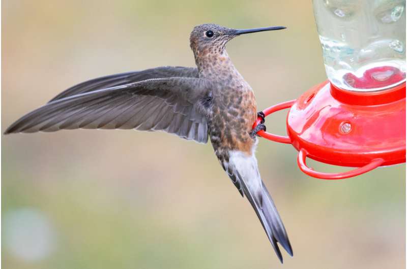 Ornithologists discover that the world's largest hummingbirds are actually two species