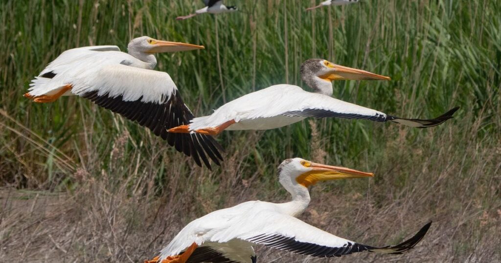 Pelicans return to Great Salt Lake Island for first time in decades