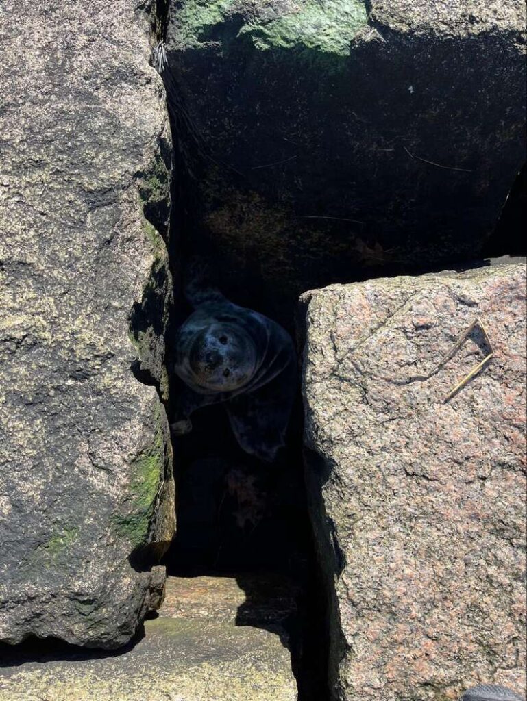 Rescuers looked between rock crevices and spotted a small face looking up at them