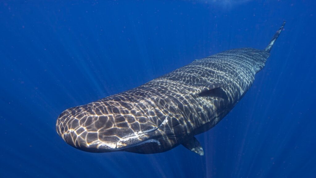 Scientists claim to have discovered sperm whale communication system