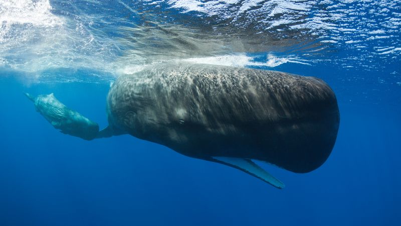 Scientists say they found phonetic alphabet CNN in whale calls