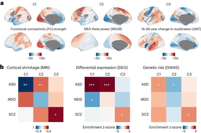 Study links neurotypical brain organization to genes linked to autism and schizophrenia