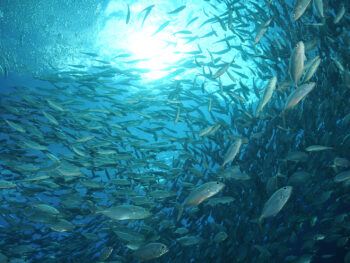 An underwater photo of makrel in a swarm.