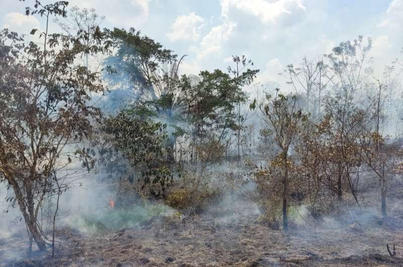 The number of wildfires in the Amazon’s pristine forest region increased by 152% in 2023, study shows