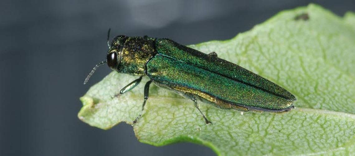 The emerald ash beetle, a small green beetle native to Asia, has been damaging ash trees in the Kansas City area for more than a decade.