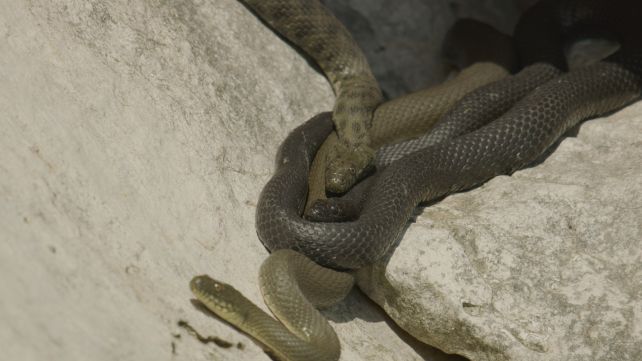 These snakes can fake death and even use special effects