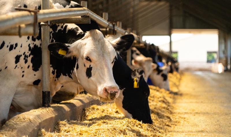 USDA genomic study reveals H5N1 avian influenza impact on dairy cows, but data gaps remain