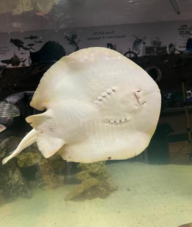 As Charlotte's Immaculate Conception Continues, Aquarium and Shark Lab in Hendersonville, North Carolina, turns off comment options for Facebook post