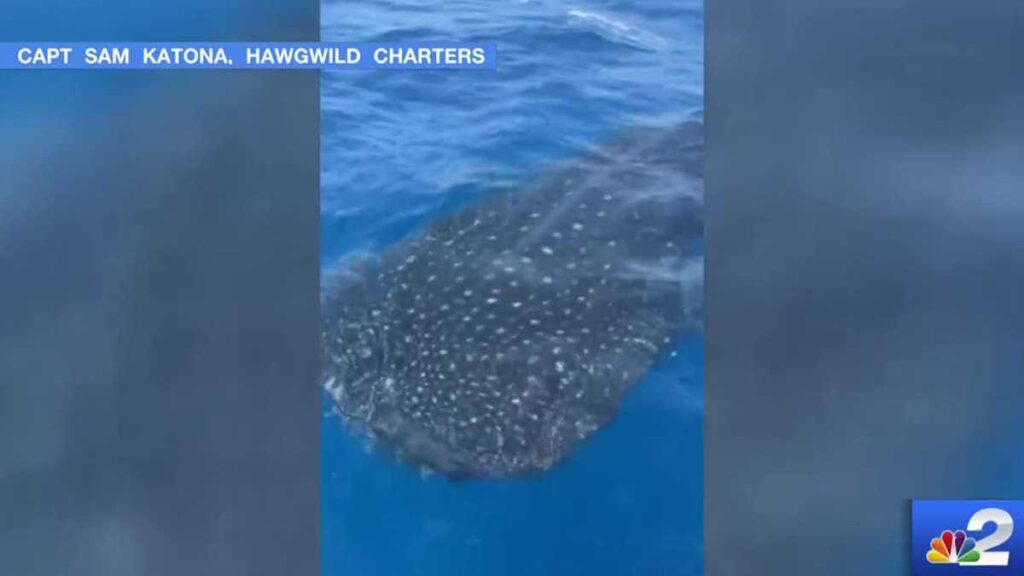 Whale shark captured on film swimming off the coast of Naples