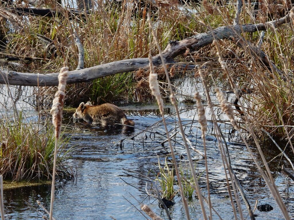A raccoon crosses a wetland at Dismal Swamp State Park in northeastern North Carolina. Photo: N.C. Division of Water Resources