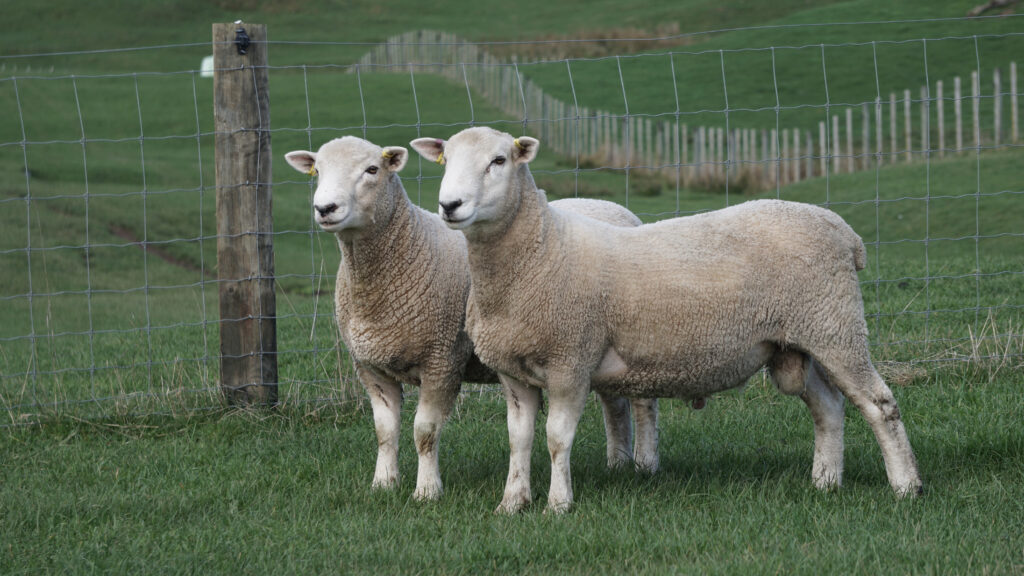 Young ram farmers to breed